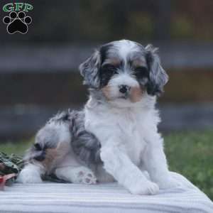 Haisley, Cavapoo Puppy